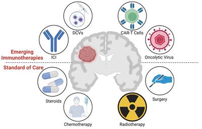 Targeting the dendritic cell-T cell axis to develop effective immunotherapies for glioblastoma